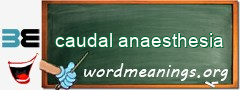 WordMeaning blackboard for caudal anaesthesia